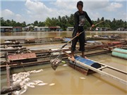 Bóng đá anh, ngoại hạng anh, lịch thi đấu euro 2012, Đi tìm thủ phạm giết cá bè trên sông Đồng Nai